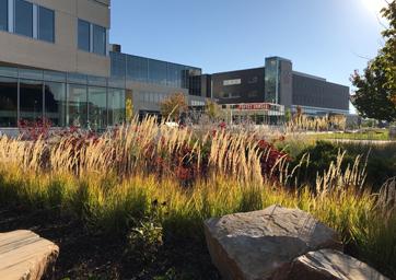 grass area outside of Jordan student success building on MSU Denver campus